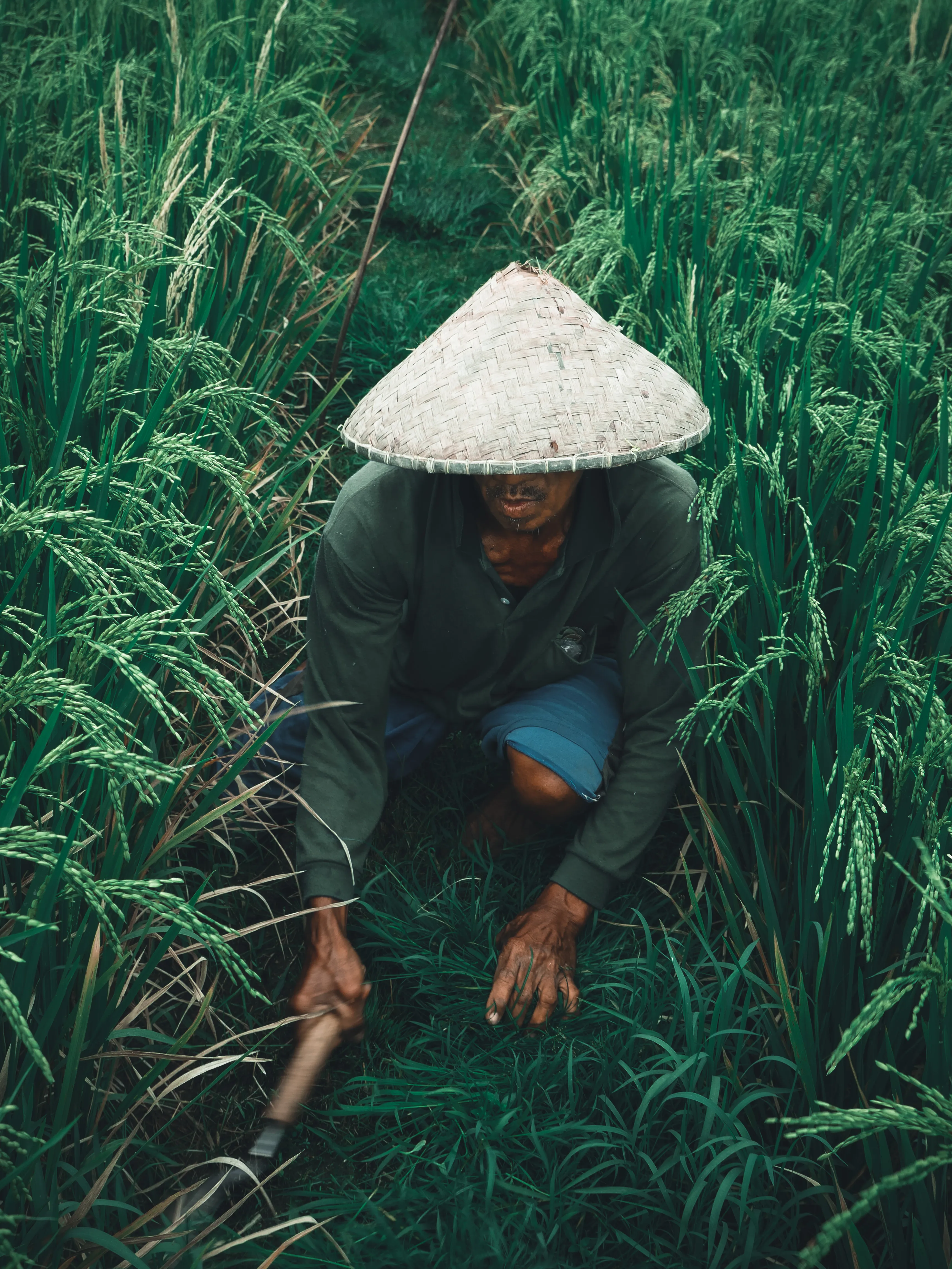 Rice fields in Bali