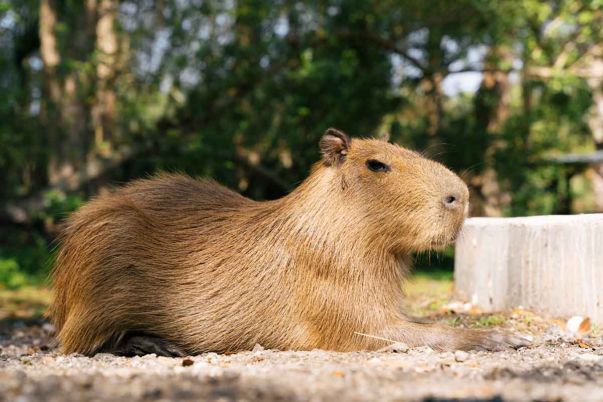 Capybara lying on the ground at Wild Florida Adventure Park.