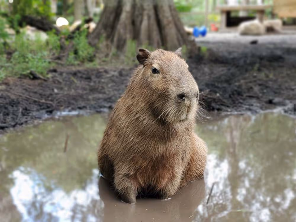 Capybara sitting in a muddy puddle at Wild Florida.