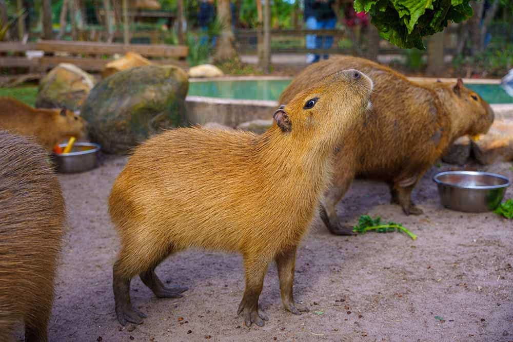 Capybaras eating greens near a pool at Wild Florida near Orlando.
