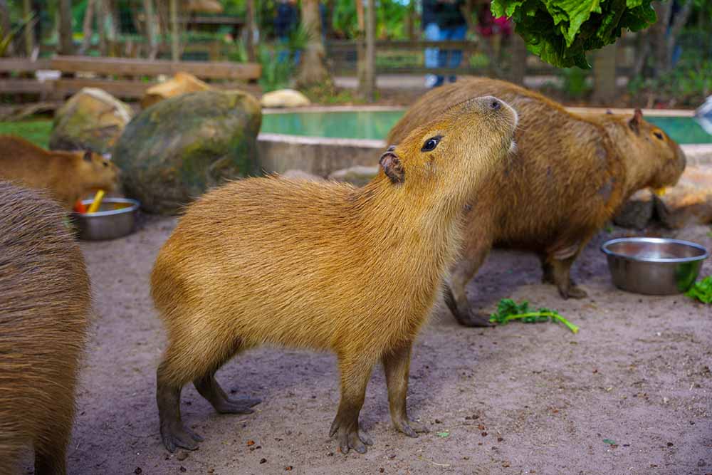 Capybaras eating greens near a pool at Wild Florida near Orlando.