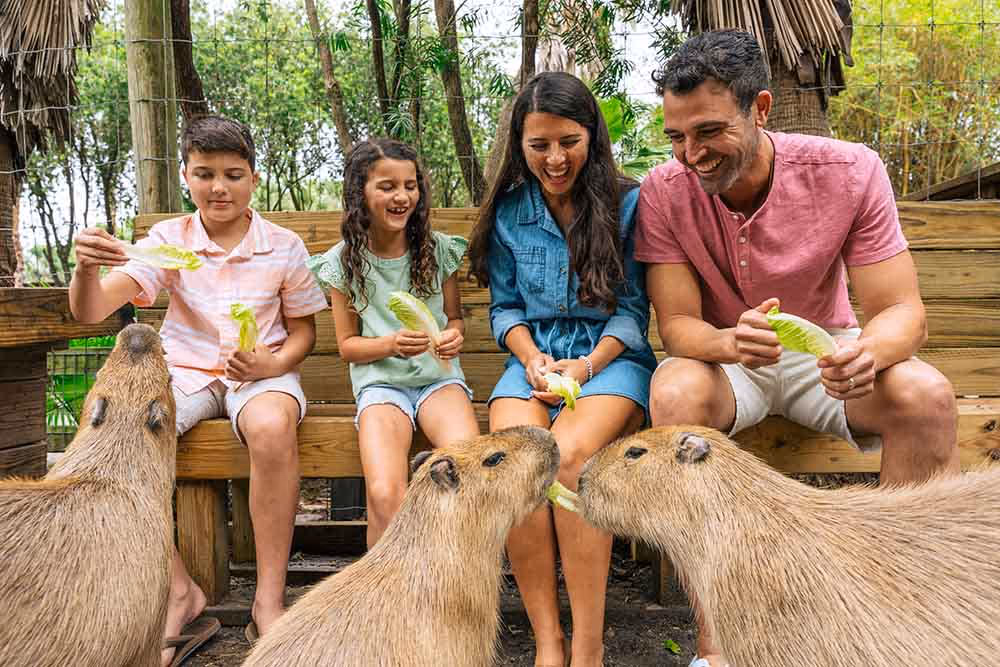 Family feeding capybaras together during an animal encounter at Wild Florida Gator Park