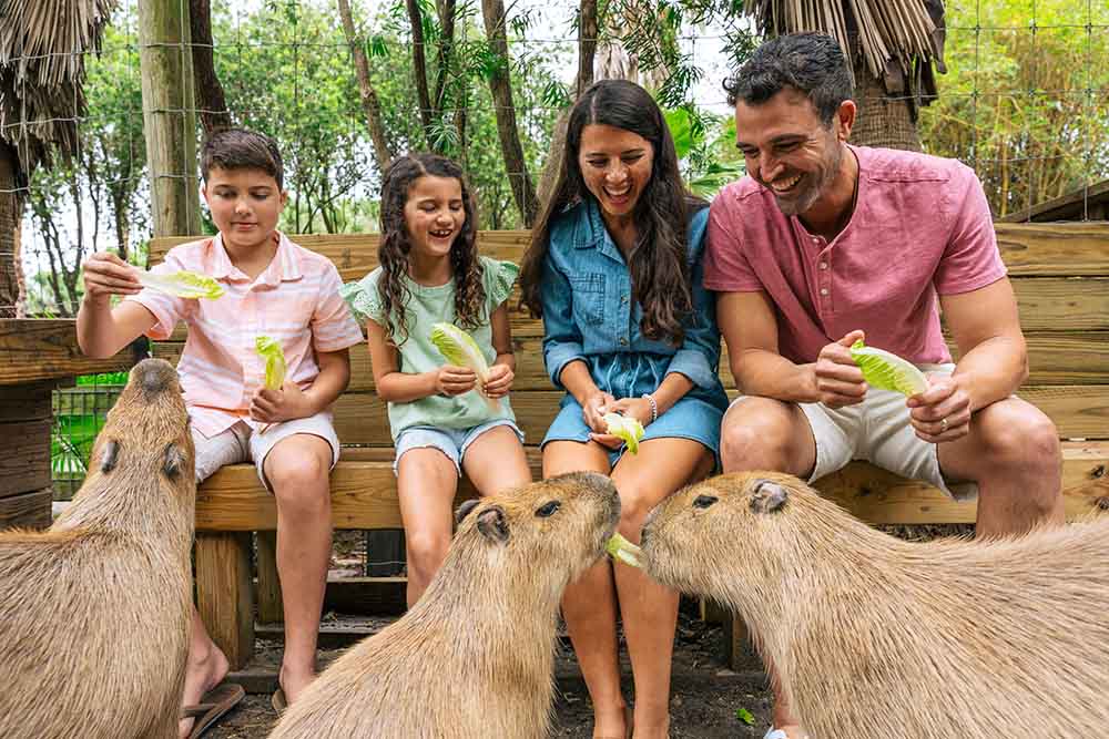 Family feeding capybaras together during an animal encounter at Wild Florida Gator Park