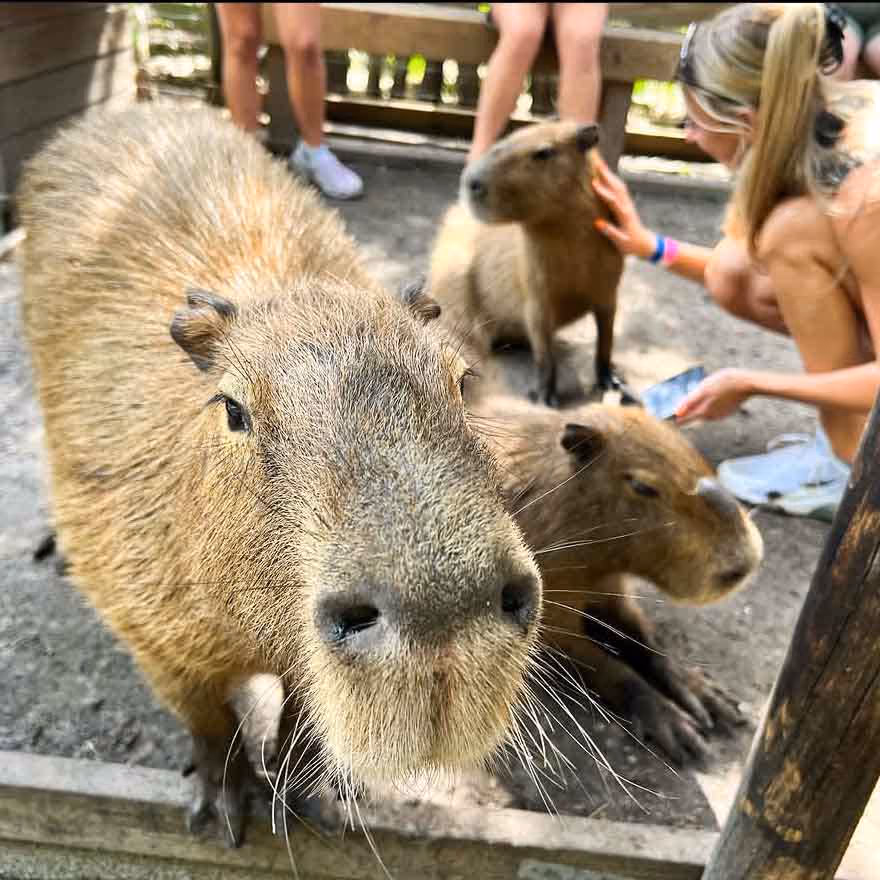 Curious capybara looking at the camera at Wild Florida Gator Park.