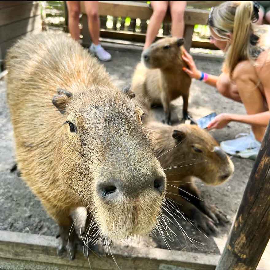 Curious capybara looking at the camera at Wild Florida Gator Park.