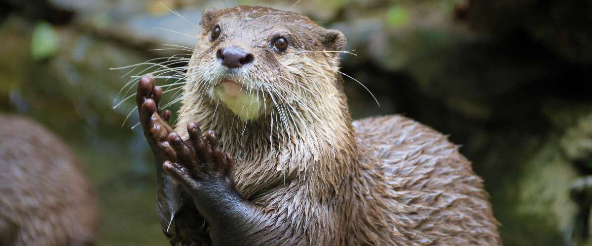 Asian small-clawed otter with wet fur holding its front paws together in the water.