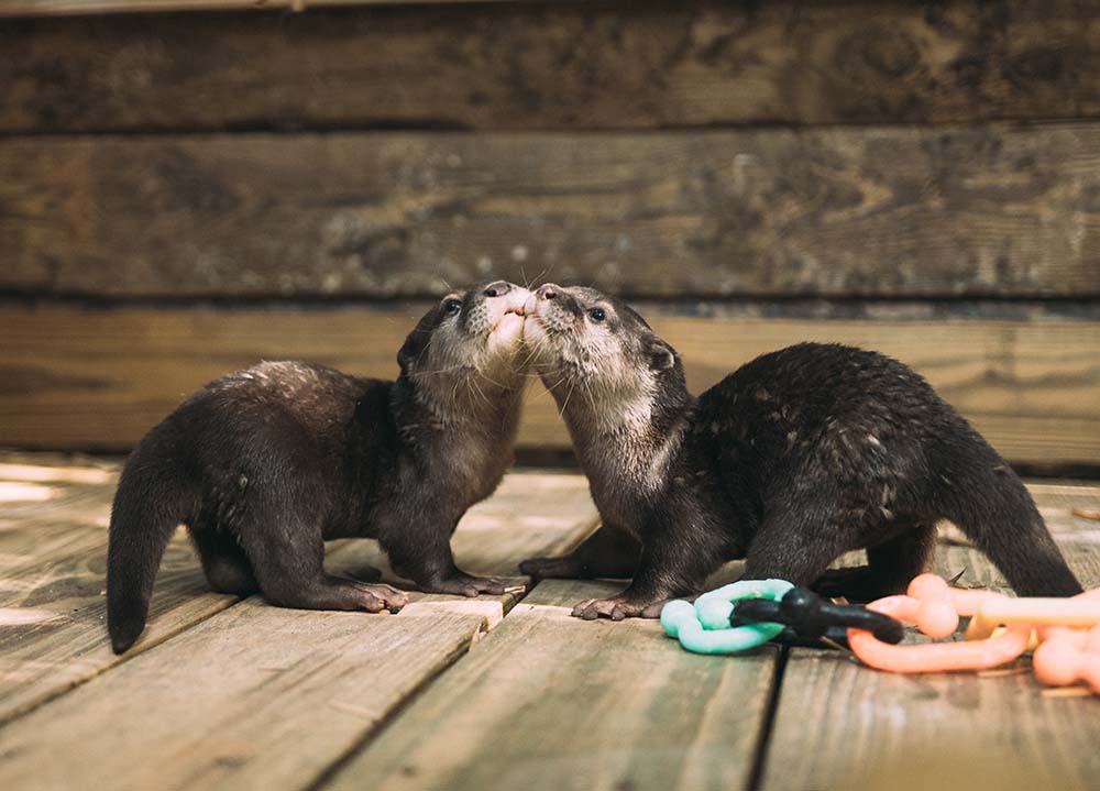 Two Asian small-clawed otters nuzzling each other on a wooden deck beside colorful toys at Wild Florida Adventure Park