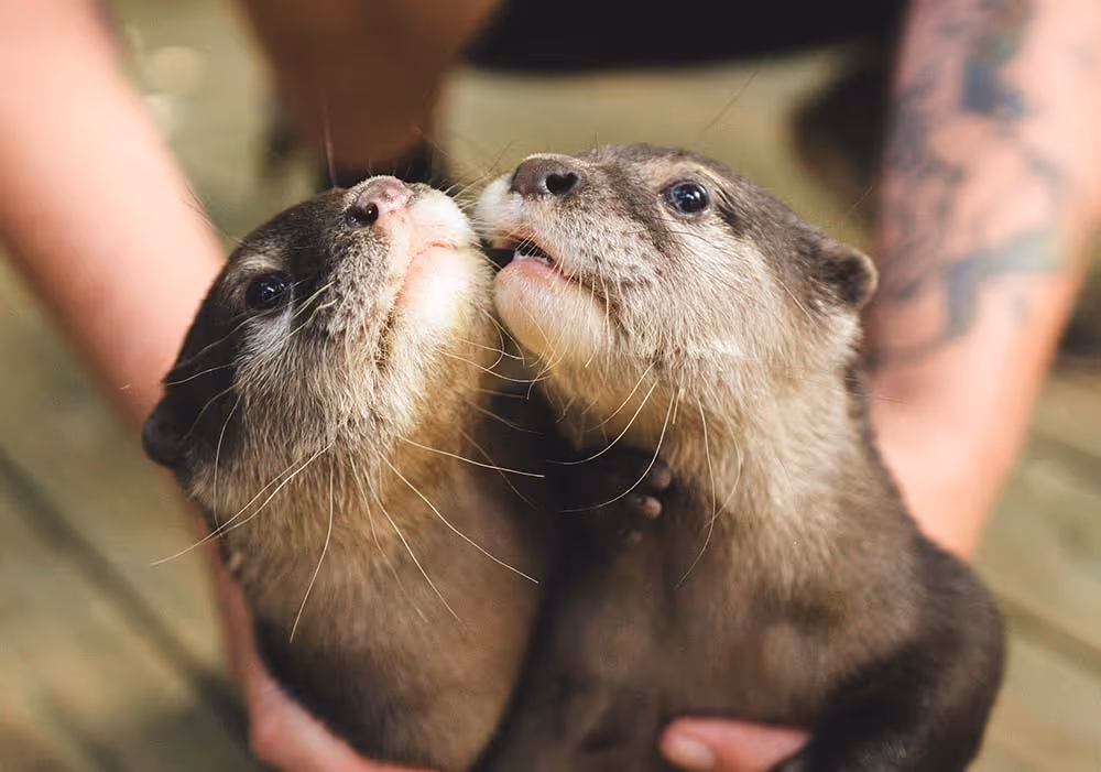 Two Asian small-clawed otters touching noses while being gently held at Wild Florida Adventure Park.