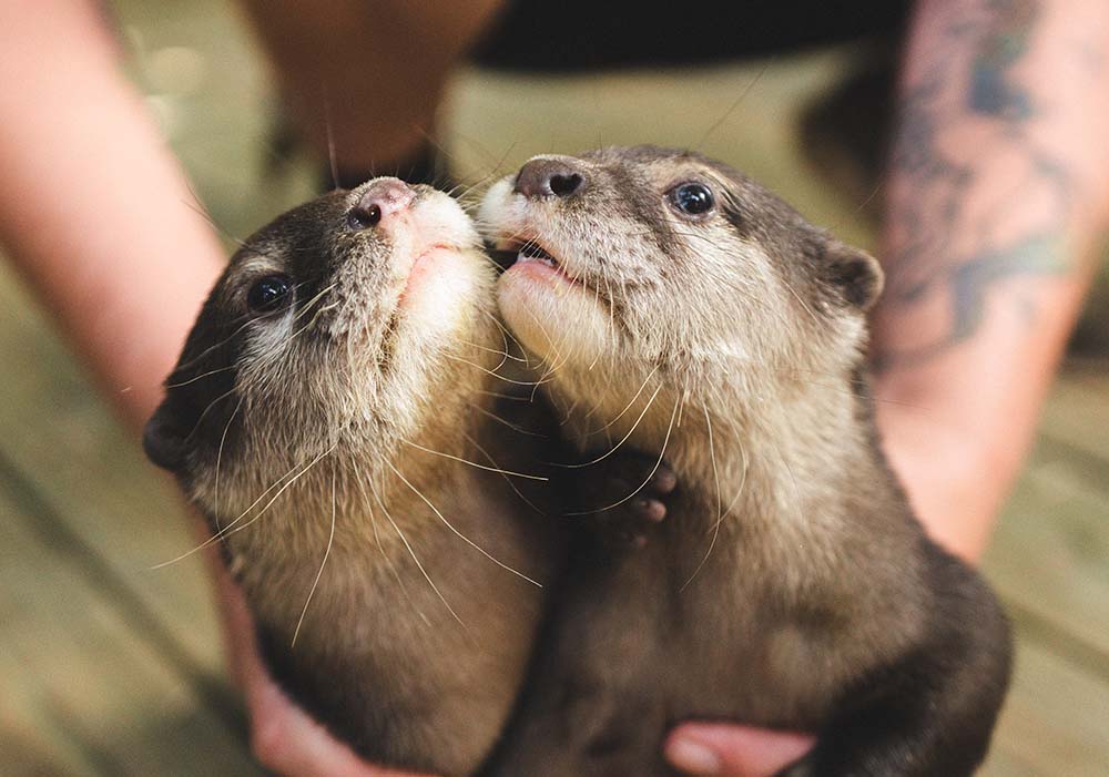 Two Asian small-clawed otters touching noses while being gently held at Wild Florida Adventure Park.