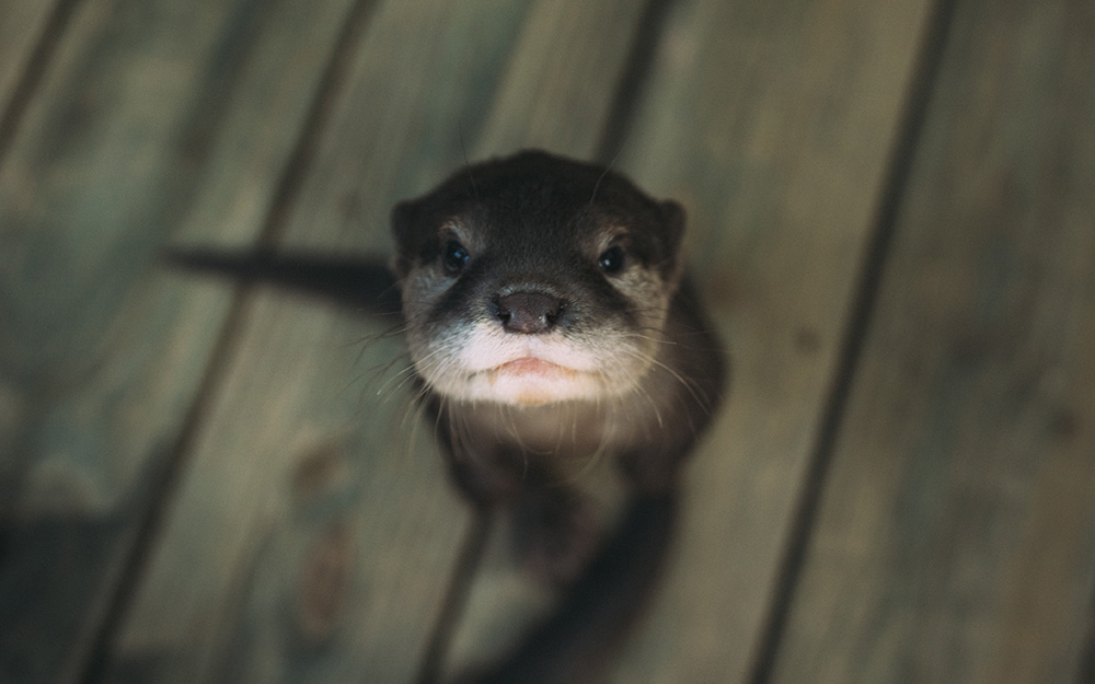 Young Asian small-clawed otter looking up toward the camera with a curious expression at Wild Florida Gator Park.