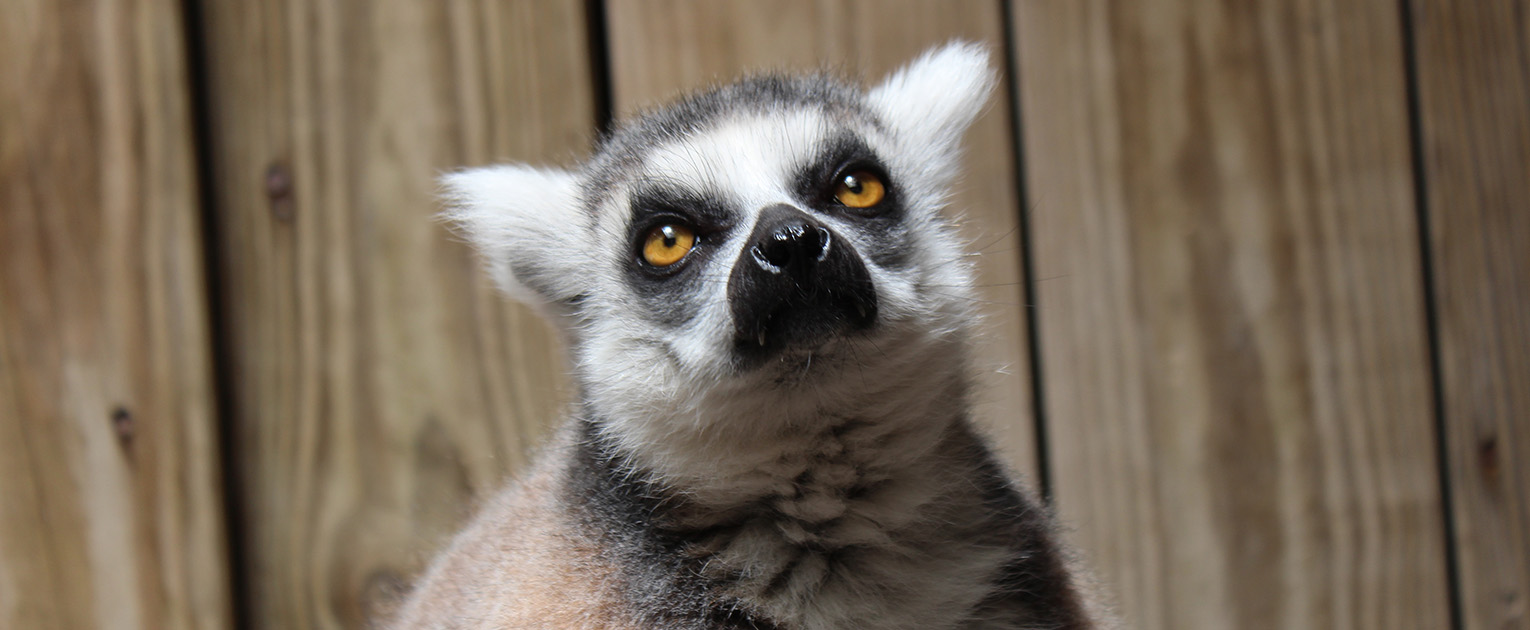 A ring-tailed lemur with bright orange eyes in front of wood panels at Wild Florida Adventure Park.