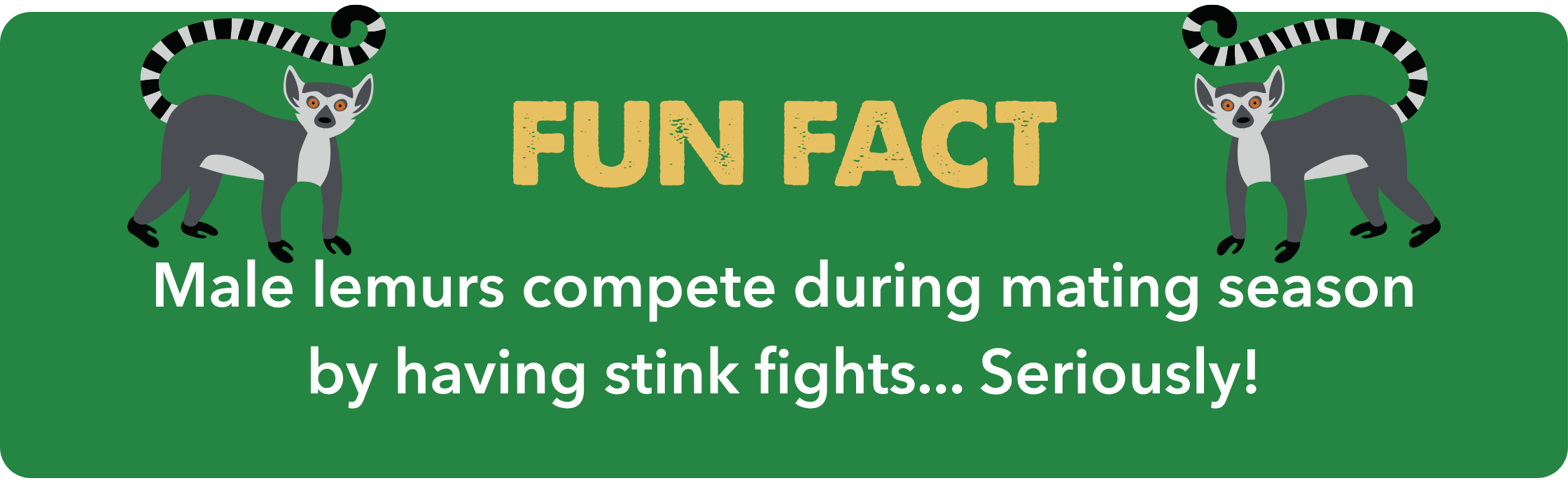 A ring-tailed lemur with bright orange eyes in front of wood panels at Wild Florida Adventure Park.