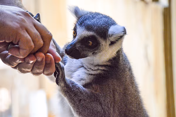A ring-tailed lemur with bright yellow eyes sits on a wooden platform inside an enclosure, its long black-and-white striped tail stretched out behind it.
