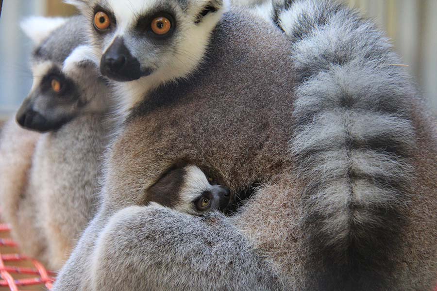 Baby ring-tailed lemur peeking out from its mother's arms, surrounded by other adults at Wild Florida.