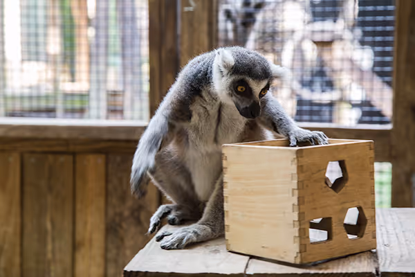 A ring-tailed lemur sits on a wooden surface, reaching into a wooden enrichment box with cut-out shapes inside its enclosure.
