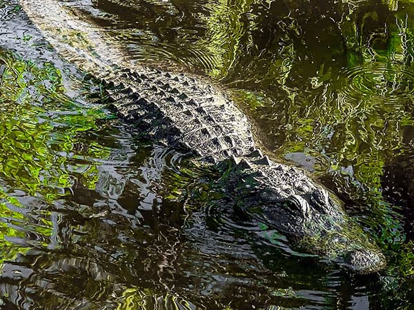 American alligator swimming through green vegetation at Wild Florida.