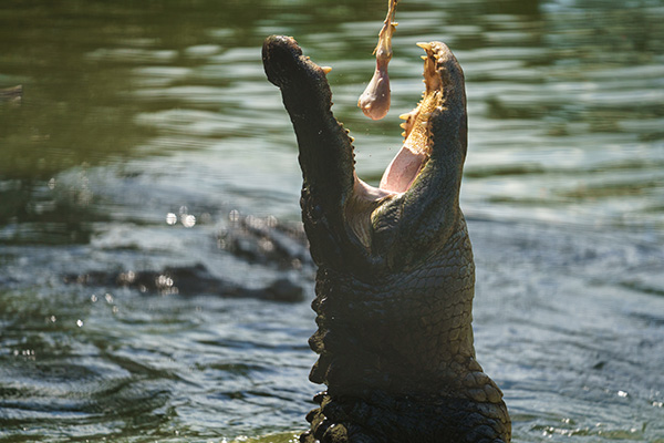 American alligator leaping from water to catch food at Wild Florida Gator Park.