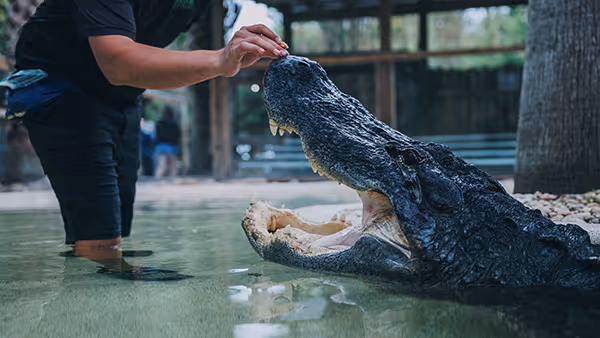 Alligator opening wide during an animal show with Croc Squad member at Wild Florida.