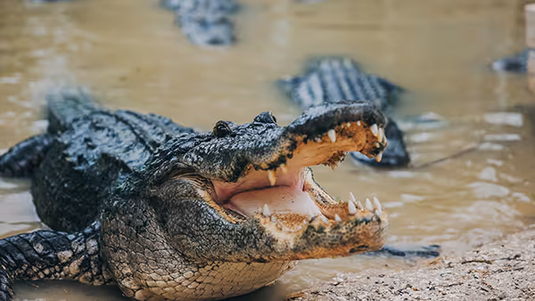 Large alligator on muddy bank with open mouth at Wild Florida.