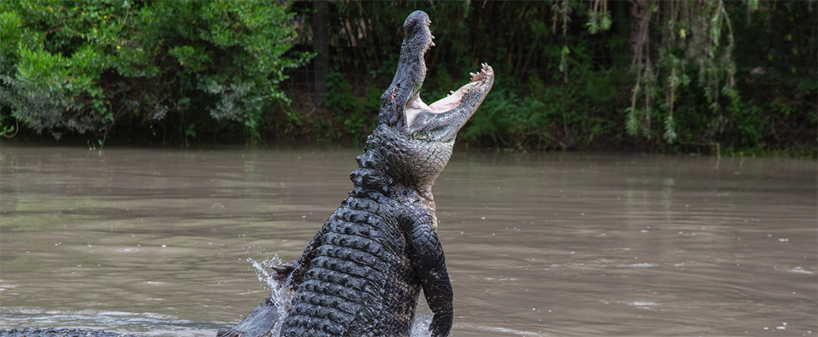 Alligator jumping out of water with jaws wide open at Wild Florida Adventure Park.