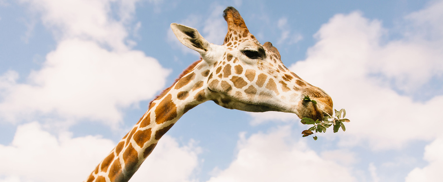 Giraffe eating leaves from a tall tree under a bright sky at Wild Florida.