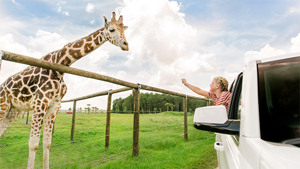A guest looking at a giraffe from a car window at Wild Florida Drive-thru Safari.
