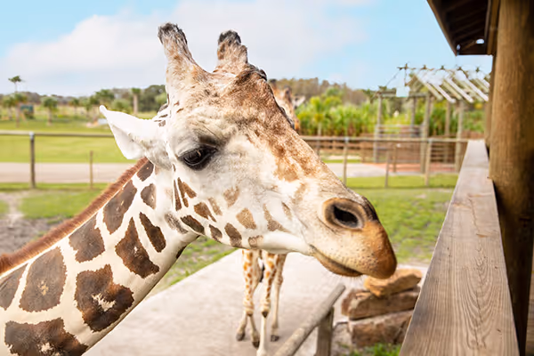 Reticulated giraffe reaching toward feeding platform at Wild Florida.