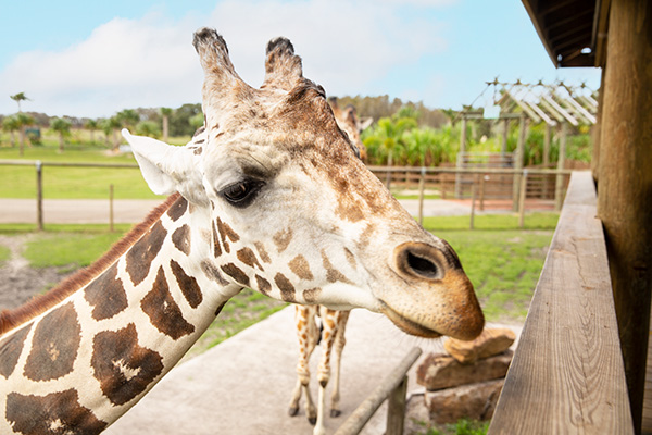 Reticulated giraffe reaching toward feeding platform at Wild Florida.