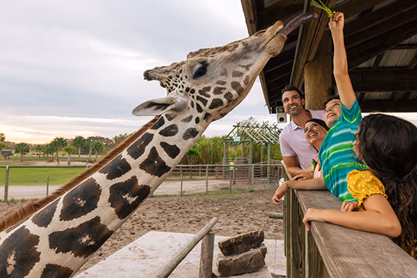 Family feeding a giraffe at Wild Florida’s elevated giraffe feeding platform.