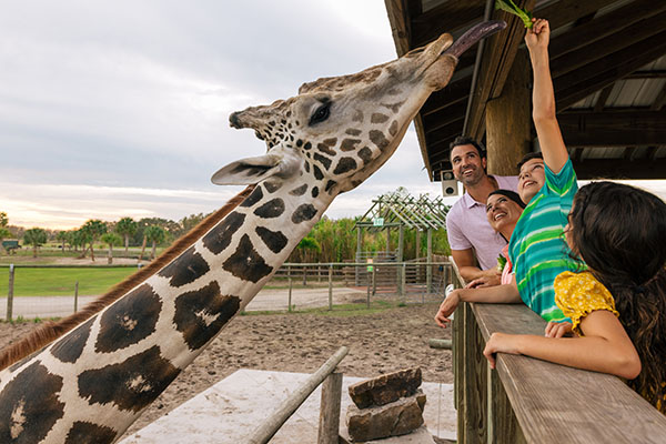 Family feeding a giraffe at Wild Florida’s elevated giraffe feeding platform.
