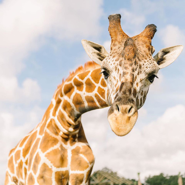 Reticulated giraffe facing forward with blue sky behind at Wild Florida.