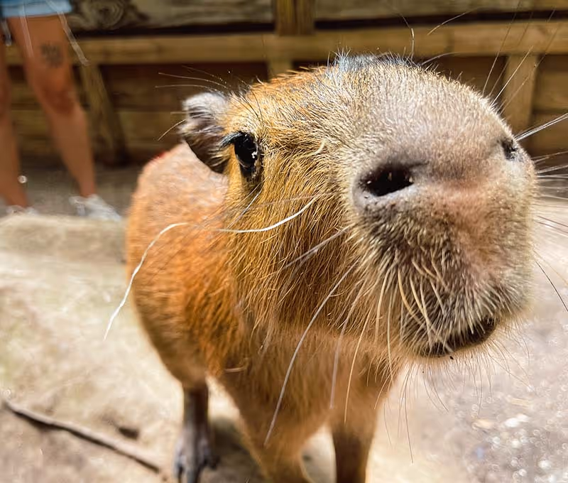 Close-up of a curious capybara sniffing the camera at Wild Florida Adventure Park.