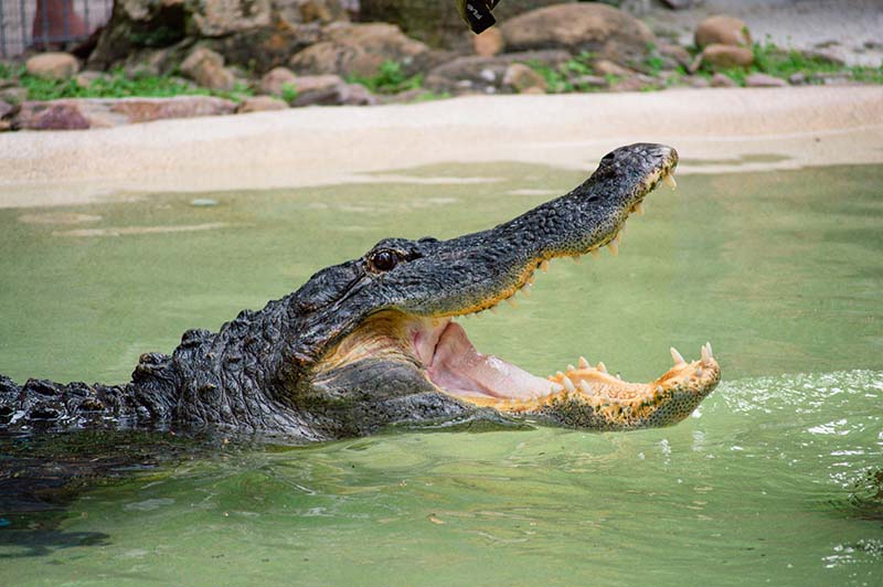 An alligator lounges in the pool at Wild Florida Adventure Park.