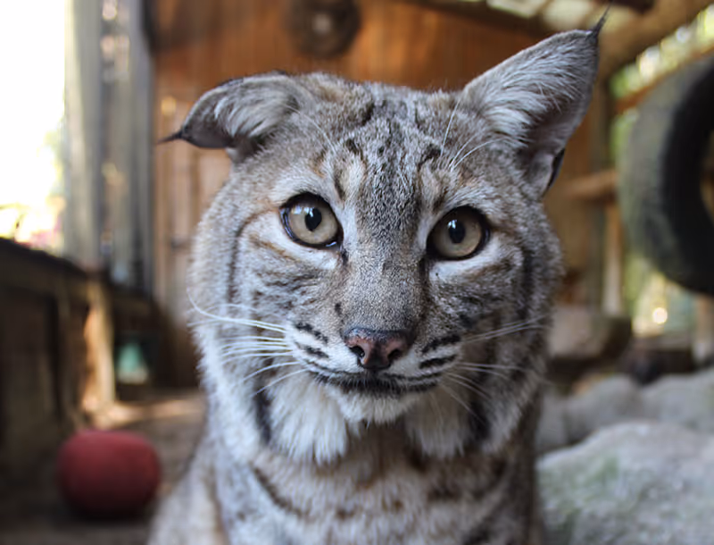 A grey bobcat with a floppy ear stares directly out at the viewer.