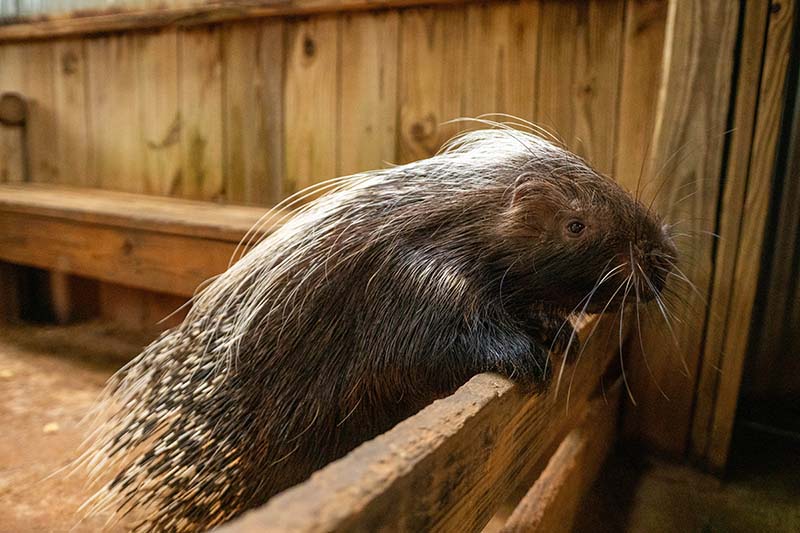 A porcupine perches her front paws on a wooden plank.