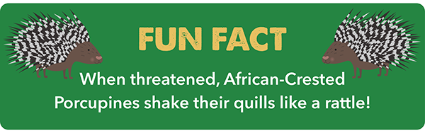 An African-crested porcupine hangs over a wooden fence at the Wild Florida Adventure Park.