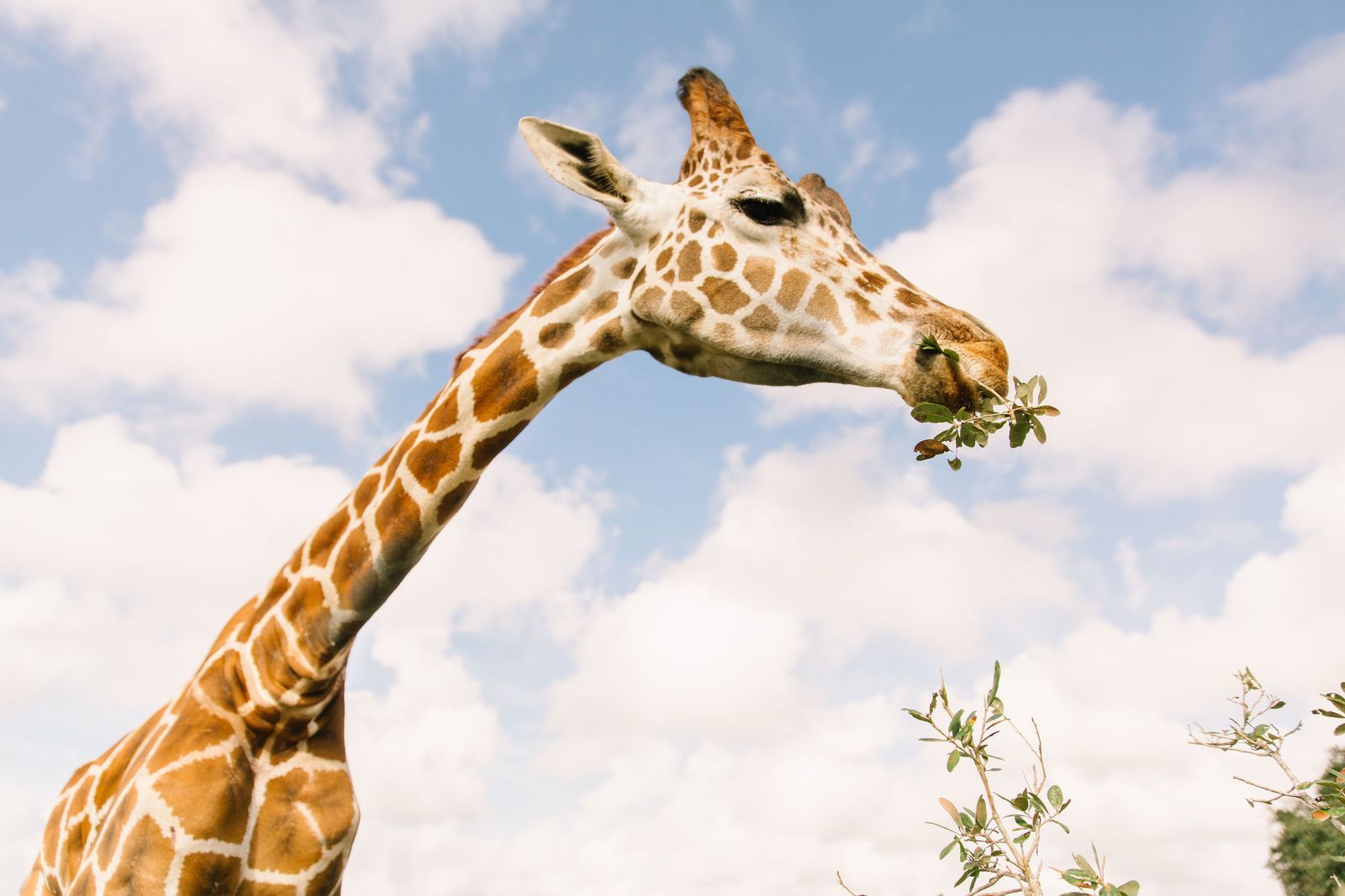 Wild Florida Drive-Thru Safari Park