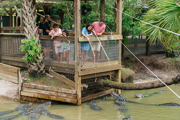 A family stands on a wooden platform at Wild Florida’s Gator Park, feeding alligators in the water below during an interactive experience.