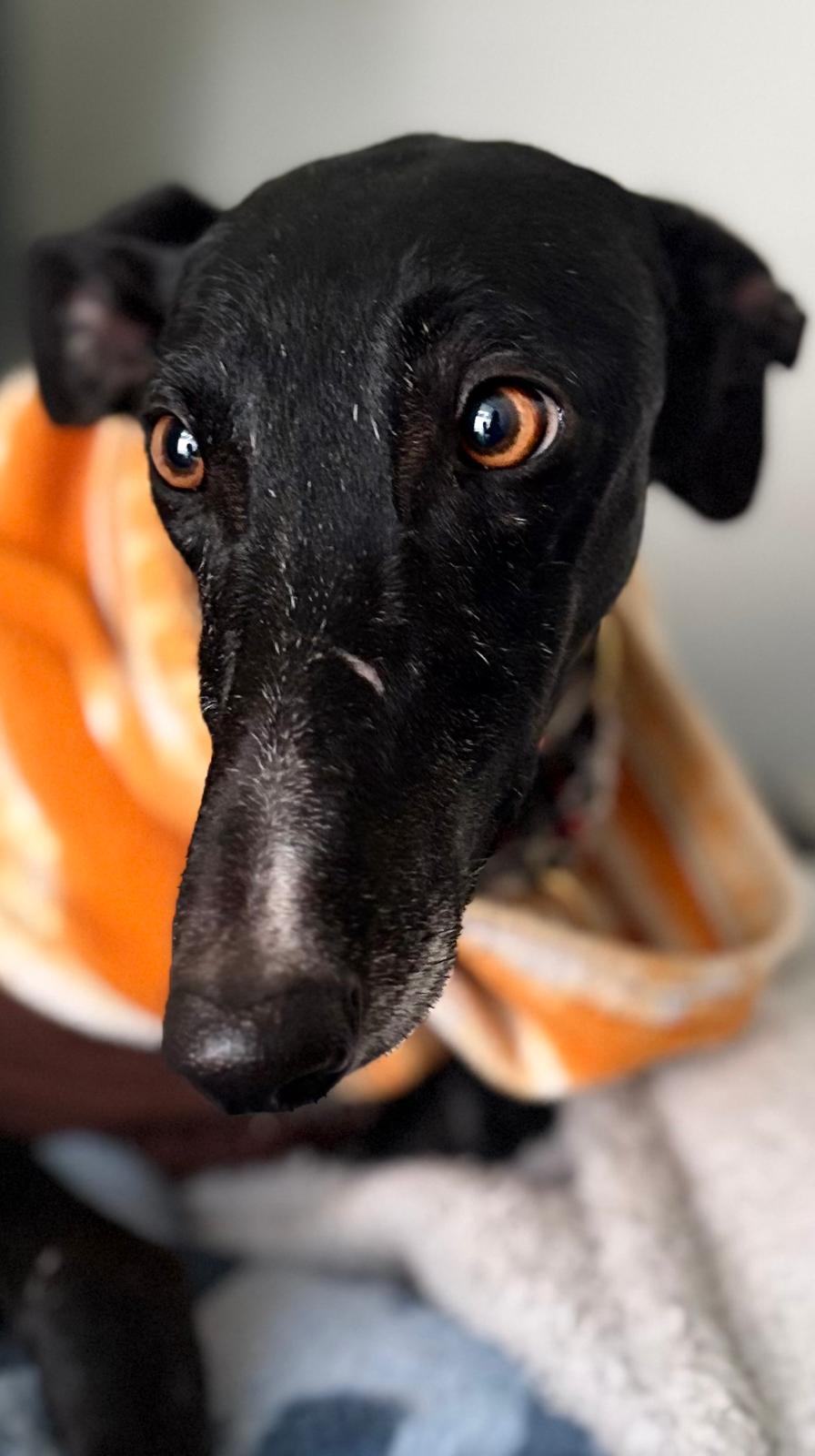 Protector, Hunter \u0026 Your Biggest (Literally) Companion 🐾💞 What would you  like to know about Dogo Argentinos?, image size:896x1600