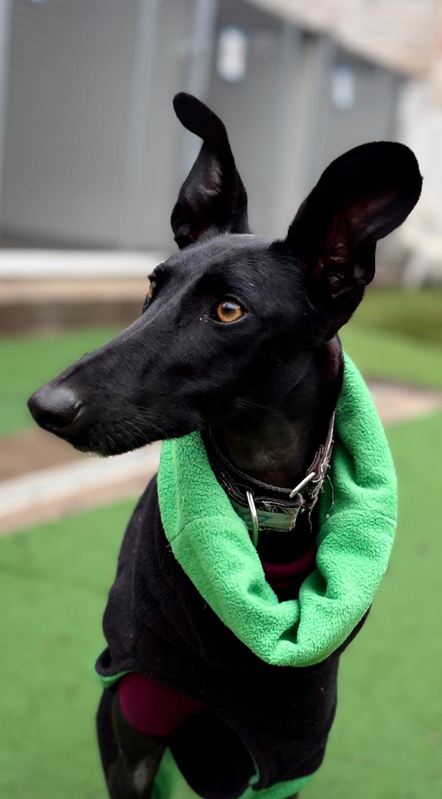 I get a BSOD when trying to start Watch Dogs 2 in offline mode : r/LegionGo, image size:886x1600