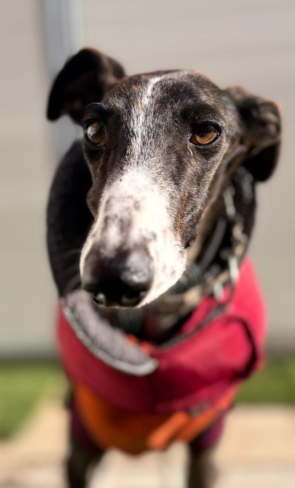 88 Rolex Presidencial Day-Date Oro amarillo de 18 quilates | GOODSTONE, image size:967x1600