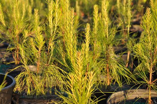 Close up photo of loblolly pine tree seedlings growing at Treelife Farms