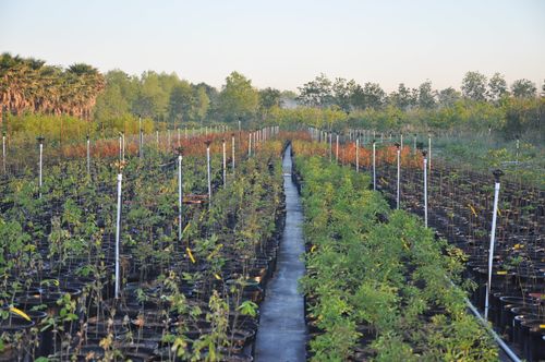 Photo of tree farm growing seedlings