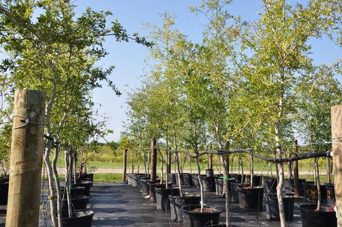 Photo of a row of trees at Treelife Farms, a wholesale tree farm in Houston, Texas