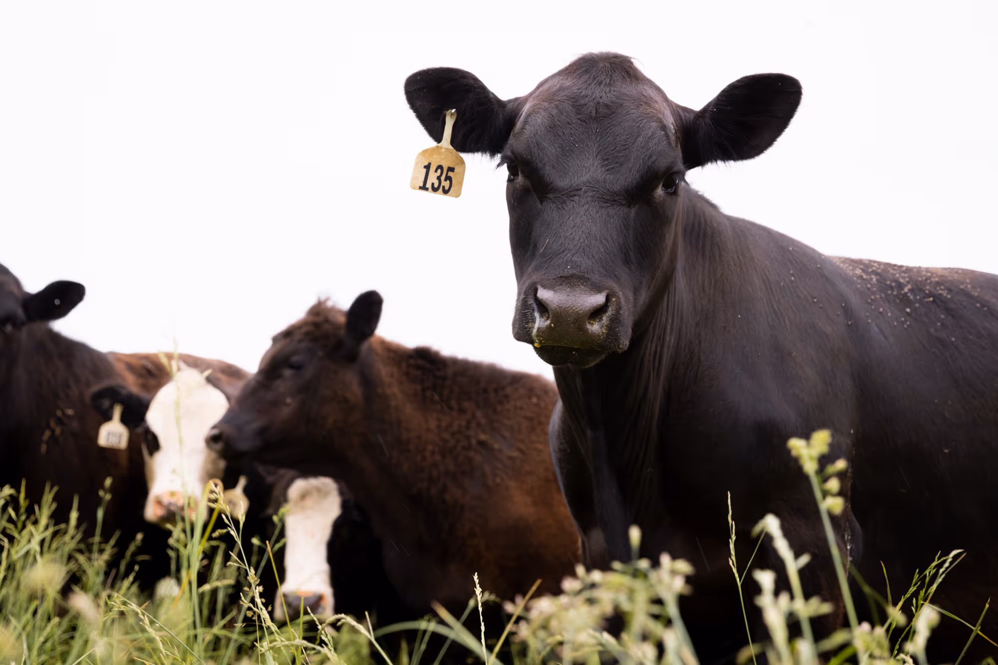 Hertzog cattle on the range