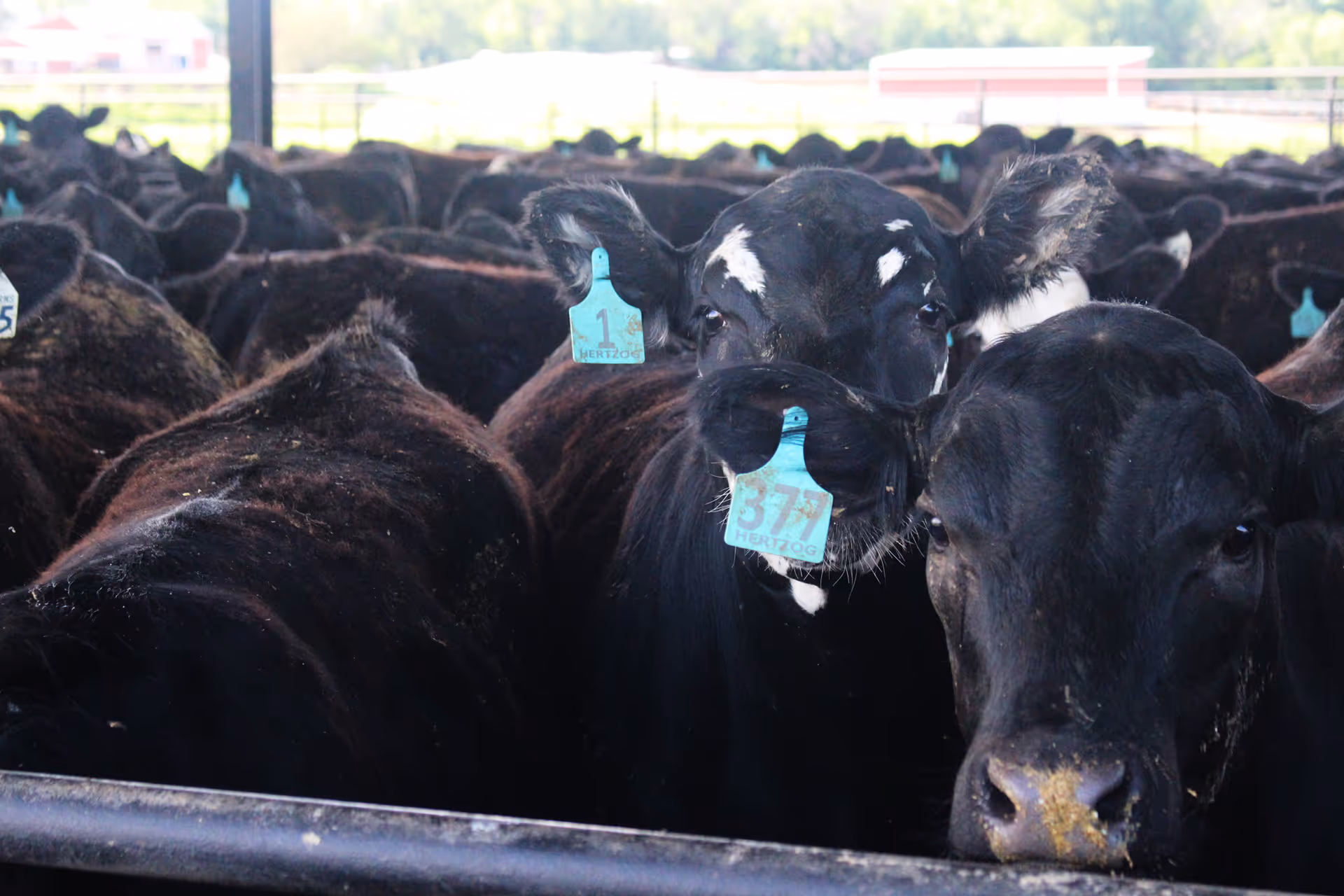 Premium cattle saying hello