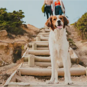 a dog standing on stairs