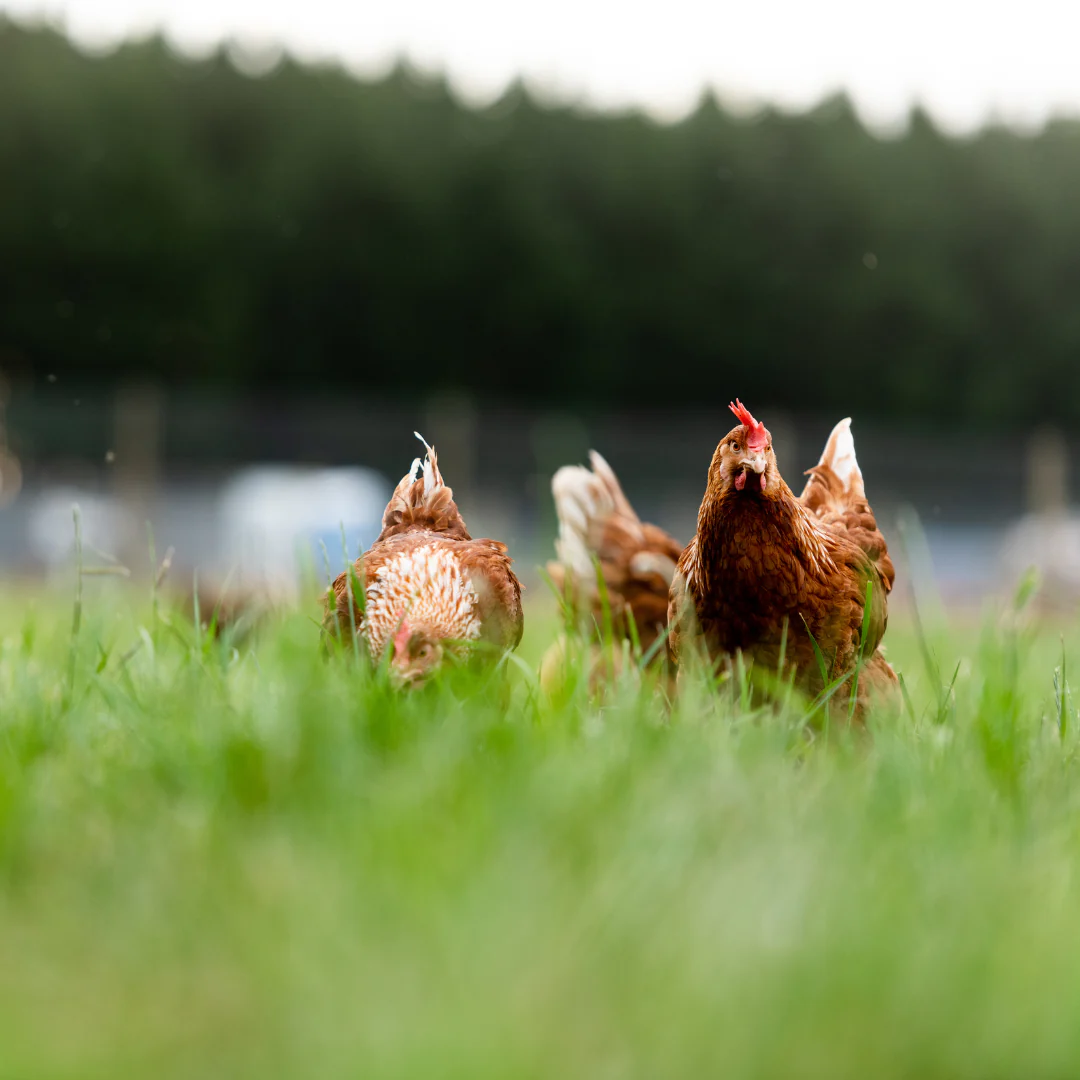 eg Free Range Eggs website project preview.
