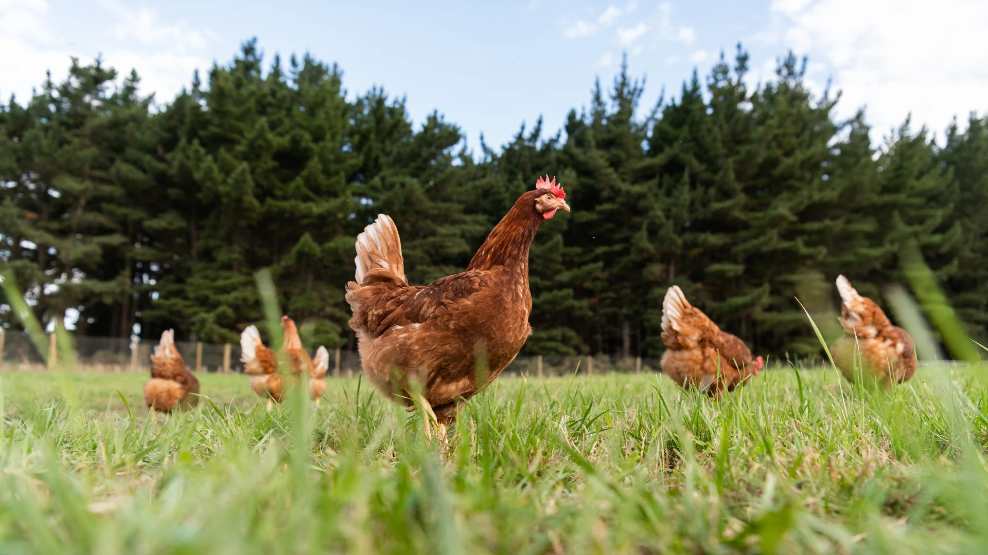 eg Free Range Eggs website project image 2.