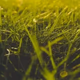 Close-up of grass for grass clippings disposal and green waste pick up services.